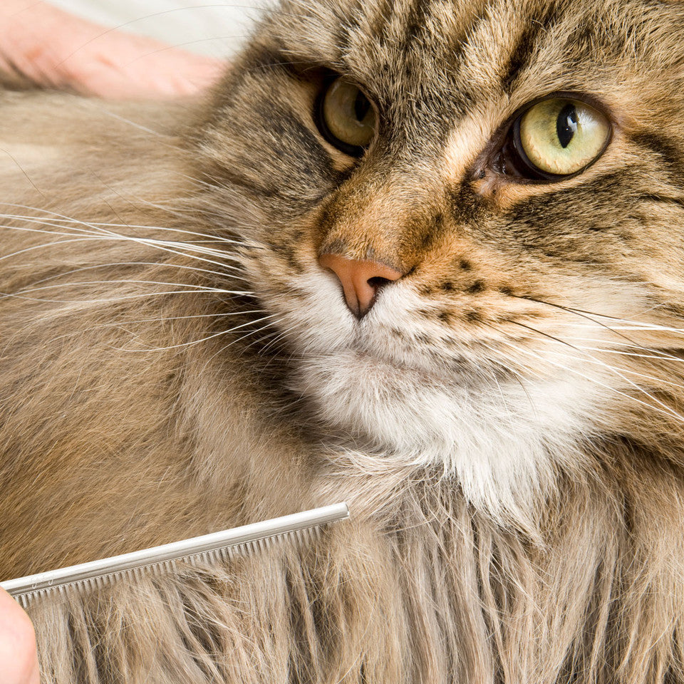 Peine ProGlide para gatos