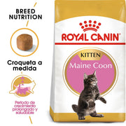 Royal Feline Kiiten Maine Coon 36